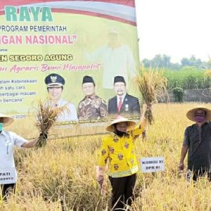 Setelah Bulog Kedodoran, Sarmuji Instruksikan Pengurus dan Fraksi Golkar Di Jatim Beli Beras Langsung dari Petani