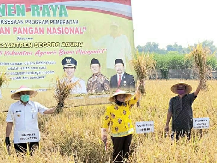 Setelah Bulog Kedodoran, Sarmuji Instruksikan Pengurus dan Fraksi Golkar Di Jatim Beli Beras Langsung dari Petani