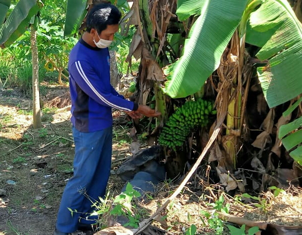 Unik, Tanaman Pisang di Banyuwangi Berbuah di Pangkal Pohon