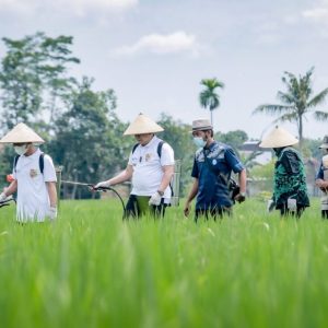 Kelompok Tani Jember Ciptakan Pembasmi Hama Padi