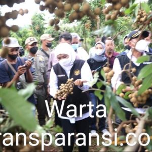 Gunakan Sistem Tumpang Sari Tripple Cropping, Gubernur Panen Klengkeng di Tuban