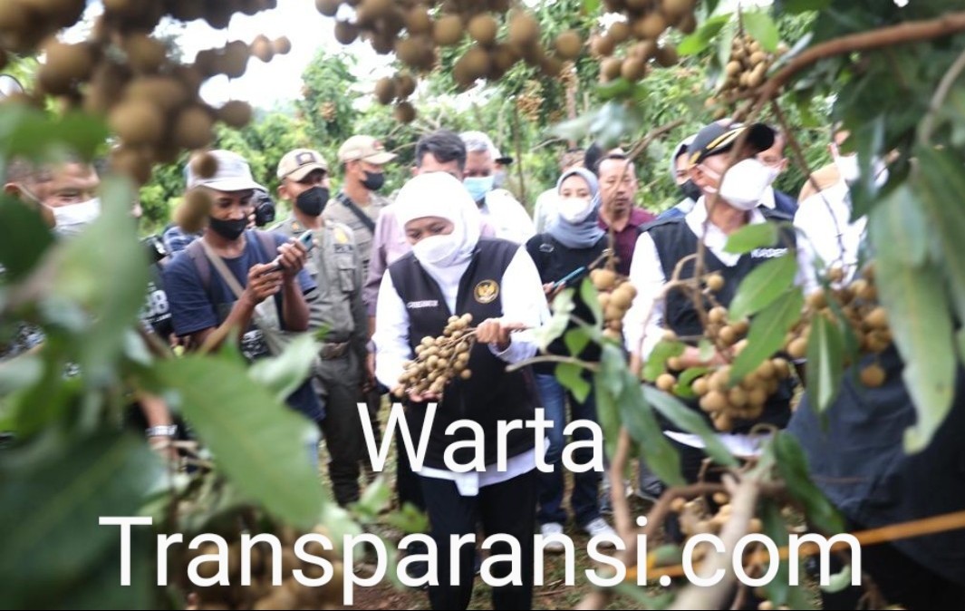 Gunakan Sistem Tumpang Sari Tripple Cropping, Gubernur Panen Klengkeng di Tuban