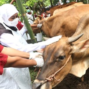 Gubernur Khofifah Tinjau Revaksinasi PMK di Jember