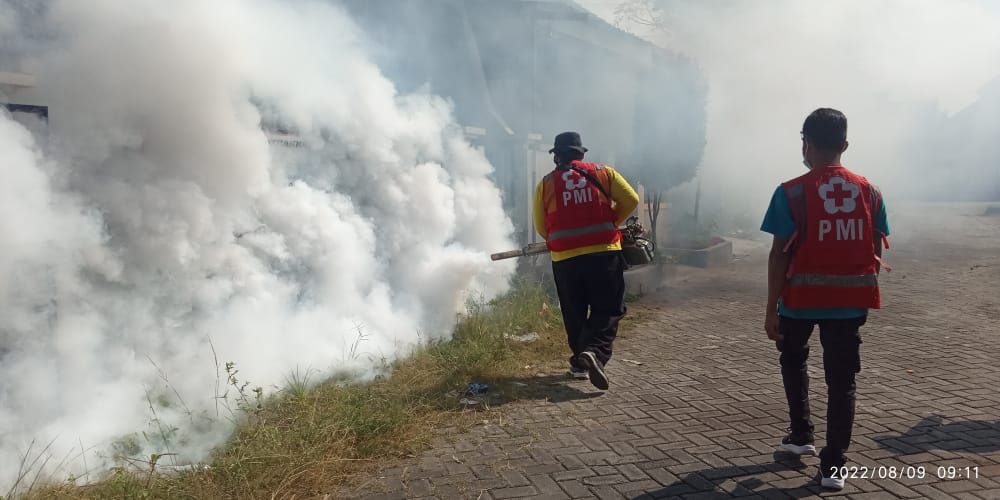 PMI Lakukan Foging, DB Kembali Menyerang Masyarakat Jember