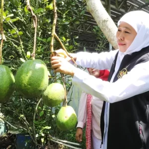 Dikunjungi Gubernur, Kebun Buah Jember Jangkau Pasar Ekspor