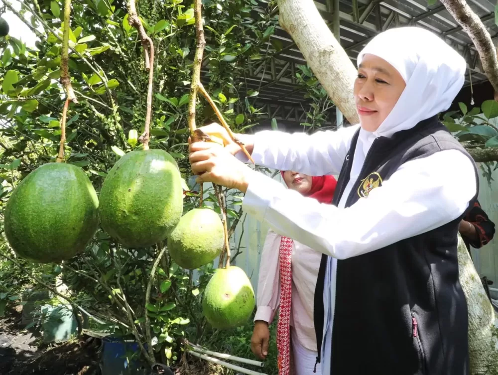 Dikunjungi Gubernur, Kebun Buah Jember Jangkau Pasar Ekspor