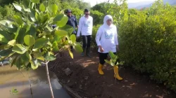 Gubernur Khofifah Buka Festival Mangrove di Pancer Cengkrong Trenggalek