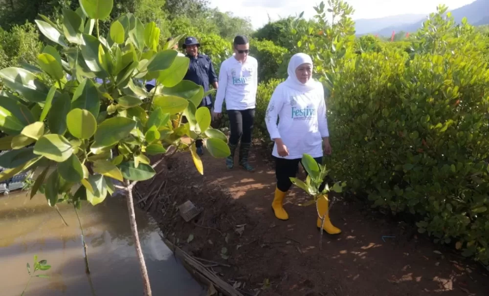 Gubernur Khofifah Buka Festival Mangrove di Pancer Cengkrong Trenggalek