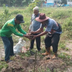 Kemenko PMK Bagikan 10 Ribu Bibit Pohon Durian Unggul