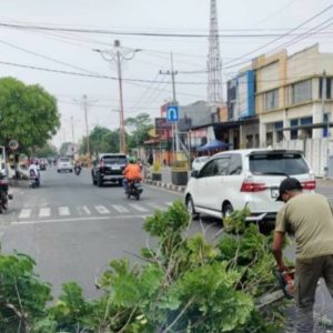 Hindari Korban Tertimpa Pohon Pj. Walikota Perintahkan DLH Pangkas Pohon Rawan Tumbang