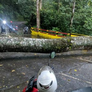 Pohon Besar Jalur Wisata Cangar Tumbang, Akses Jalan Pacet–Kota Batu Tutup Sementara