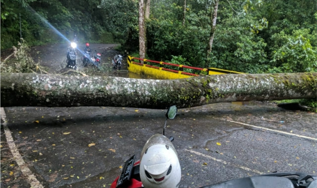 Pohon Besar Jalur Wisata Cangar Tumbang, Akses Jalan Pacet–Kota Batu Tutup Sementara