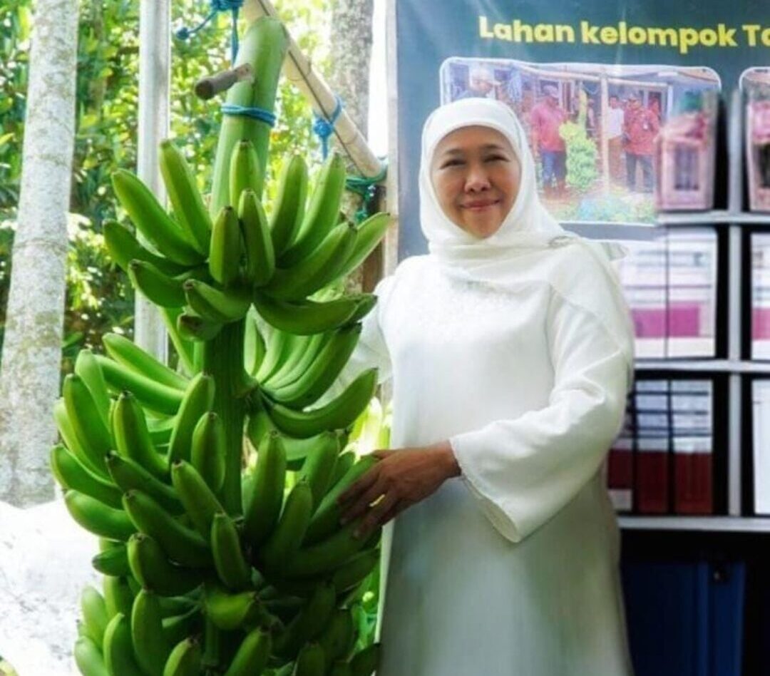 Panen Pisang Cavendish Hasil Kelompok Tani Makmur Lumajang