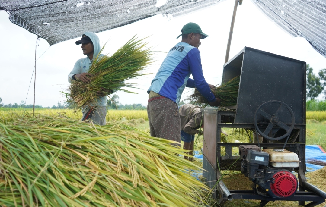 Melalui Program DITO, Produktivitas Padi di Kabupaten Kediri Terus Merangkak Naik