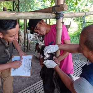 Pemkot Mojokerto Monitoring Kesehatan Hewan Kurban dari Lapak hingga RPH