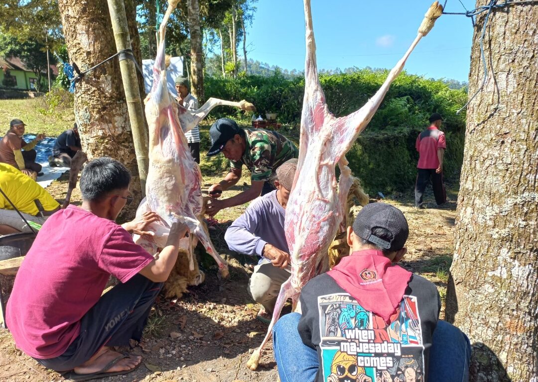 KSR PMI Potong Hewan Qurban di Puncak Gunung Gambir