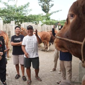 Jelang Idul Adha 1445 H, Bupati Kediri Siapkan 4 Sapi Limosin untuk Kurban