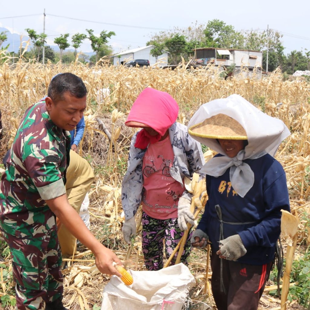 Harmoni TNI dan Warga Desa Pagung dalam Panen Jagung Bersama di TMMD ke-122