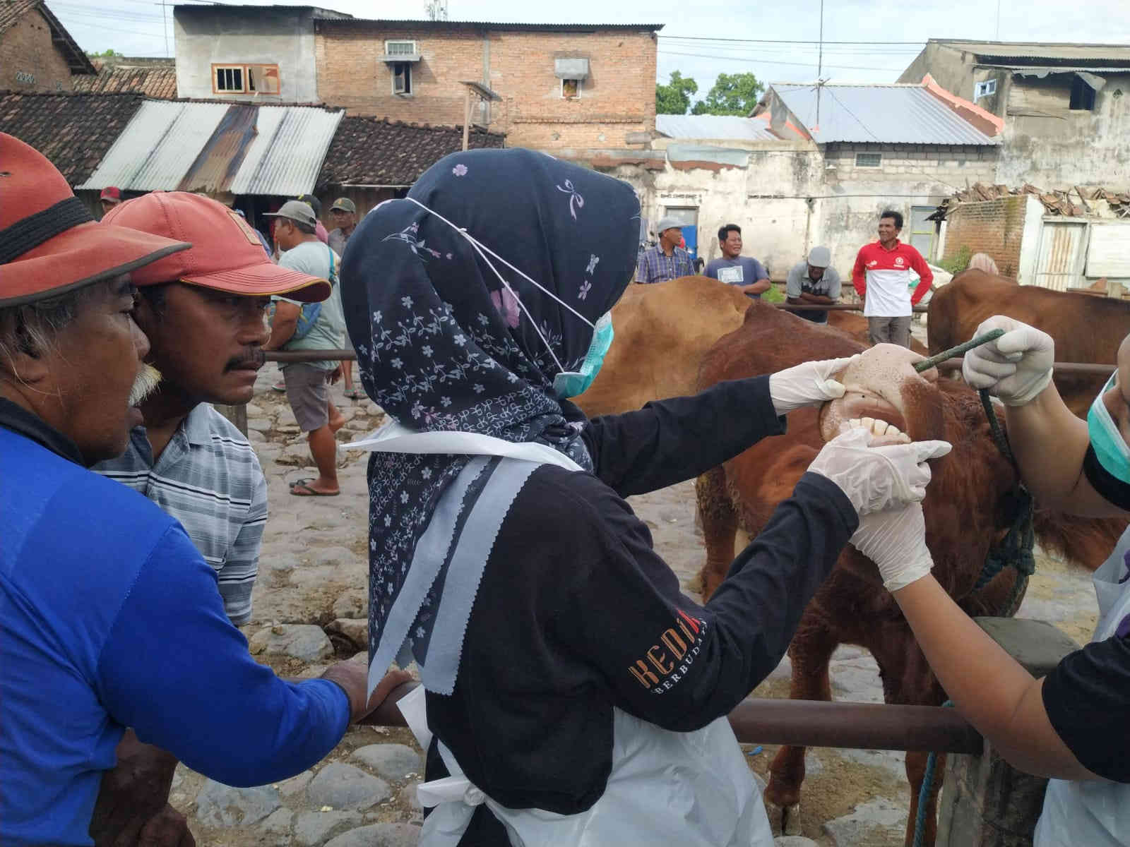 Pasar Hewan Ditutup, Pemkab Kediri Intensifkan Pengobatan PMK