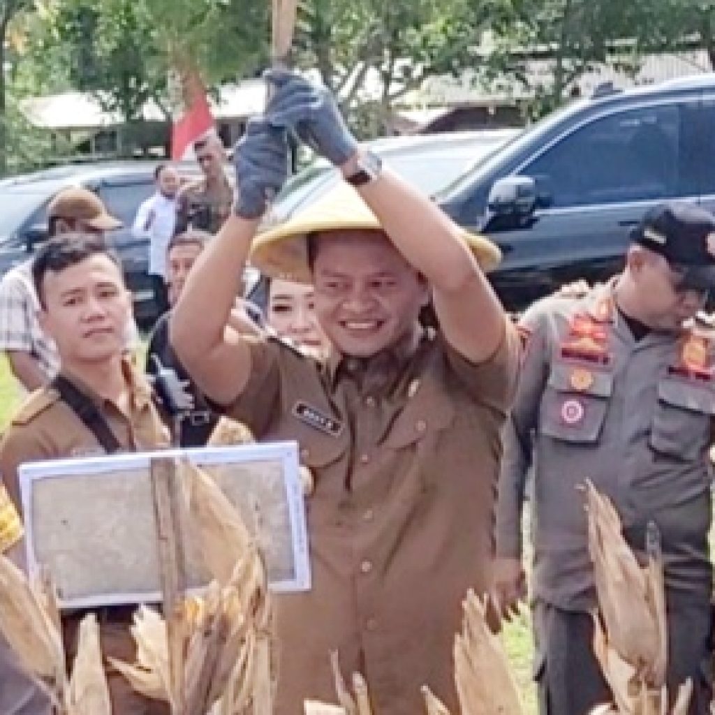 Paska Dilantik, Wakil Bupati Blitar Hadiri Panen Raya Jagung