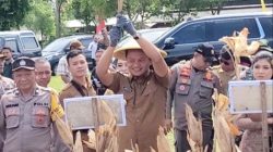 Paska Dilantik, Wakil Bupati Blitar Hadiri Panen Raya Jagung