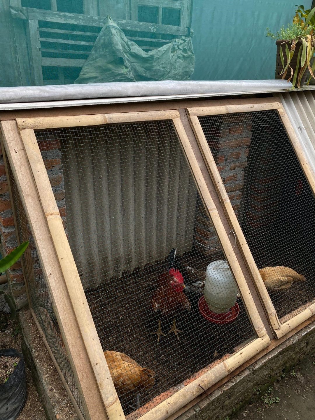 Di Bojonegoro,Tingkatkan Kesejahteraan Warganya Melalui Program Ayam Petelur