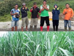 Pemerintah Pusat dan CV. Lang Buana Salurkan Bantuan Benih Tebu Unggulan ke Petani di Blitar