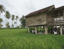 Panen Raya Banyuwangi Tembus 160 Ribu Ton