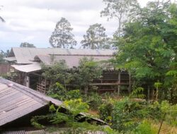 Warga Kalimanis Doko Keluhkan Bau Menyengat dari Kotoran Kandang Ayam