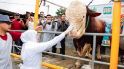 Jatim Pastikan Stok Hewan Kurban Surplus dan Bebas PMK–LSD Jelang Idul Adha 1447 H