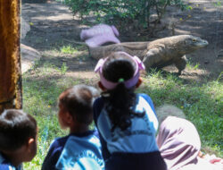 KBS Jadi Salah Satu Lembaga Konservasi di Indonesia Berhasil Breeding Komodo