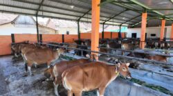 Menjelang Hari Raya Idul Adha, UD Amelia Tawarkan Sapi Super Unggulan