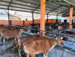 Menjelang Hari Raya Idul Adha, UD Amelia Tawarkan Sapi Super Unggulan
