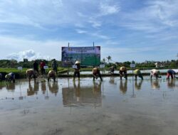 Hadapi Kemarau Panjang, Banyuwangi Lakukan Gerakan Tanam Padi Serentak