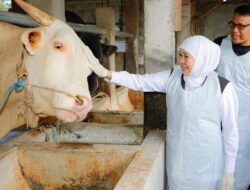 Khofifah Beli Sapi Belgian Blue Hampir 1 Ton di Mojokerto untuk Kurban Idul Adha