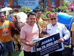 Sapi 1,1 Ton Guncang Kontes Ternak Banyuwangi, Tegalsari Sabet Juara Umum