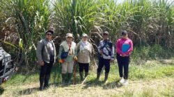 Varieras Tebu Benih Unggul AAS AGRIBUN CV Lang Buana Siap Sokong Program Bongkar Ratoon di Blitar
