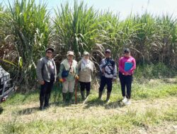 Varieras Tebu Benih Unggul AAS AGRIBUN CV Lang Buana Siap Sokong Program Bongkar Ratoon di Blitar
