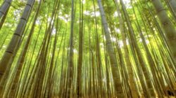 Tergantung di Pohon Bambu, Pria Asal Kalimantan Meninggal di Blitar