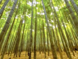 Tergantung di Pohon Bambu, Pria Asal Kalimantan Meninggal di Blitar