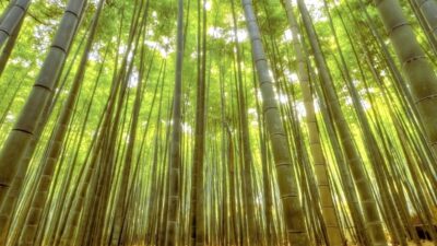 Tergantung di Pohon Bambu, Pria Asal Kalimantan Meninggal di Blitar