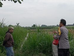 Dukung Ketahanan Pangan, Polres Blitar Kota Monitoring Lahan Binaan dan Edukasi Permodalan Petani