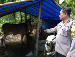 Terlilit Utang, Warga Licin Banyuwangi Nekat Curi Pedet Milik Tetangga