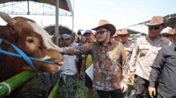 Bupati Kediri Hanindhito Himawan Pramana meninjau kontes sapi di Desa Wonorejo Kecamatan Wates Kediri.