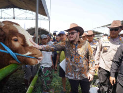 Mas Dhito Dorong Kontes Sapi Kediri Jadi Agenda Tahunan, Target Terbaik se-Jatim dan Dongkrak Ketahanan Pangan