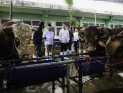 Hewan Kurban Masuk Surabaya Wajib Vaksin PMK dan Kantongi SKKH, Diatur SE Wali Kota