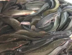 5 Fakta Unik Ikan Lele yang Jarang Diketahui, Bukan Sekadar Ikan Konsumsi