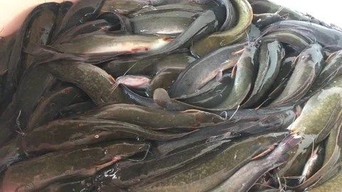 ikan lele di kolam budidaya
