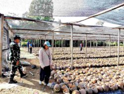 Program Hilirisasi Perkebunan Kementerian Pertanian Audit Benih Unggul Kelapa Dalam CV Lang Buana Blitar