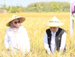 Produksi Padi Jatim Januari–Juli 2026 Diproyeksi Capai 7,71 Juta Ton, Tertinggi Nasional